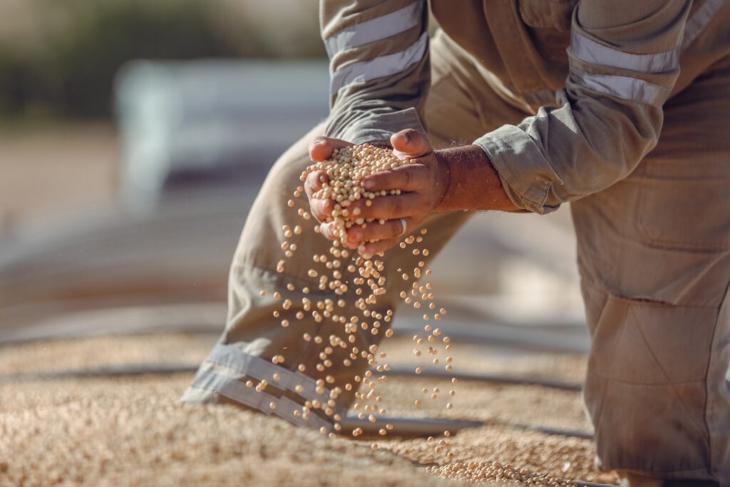 Agraprime Soybean Farmer Harvesting