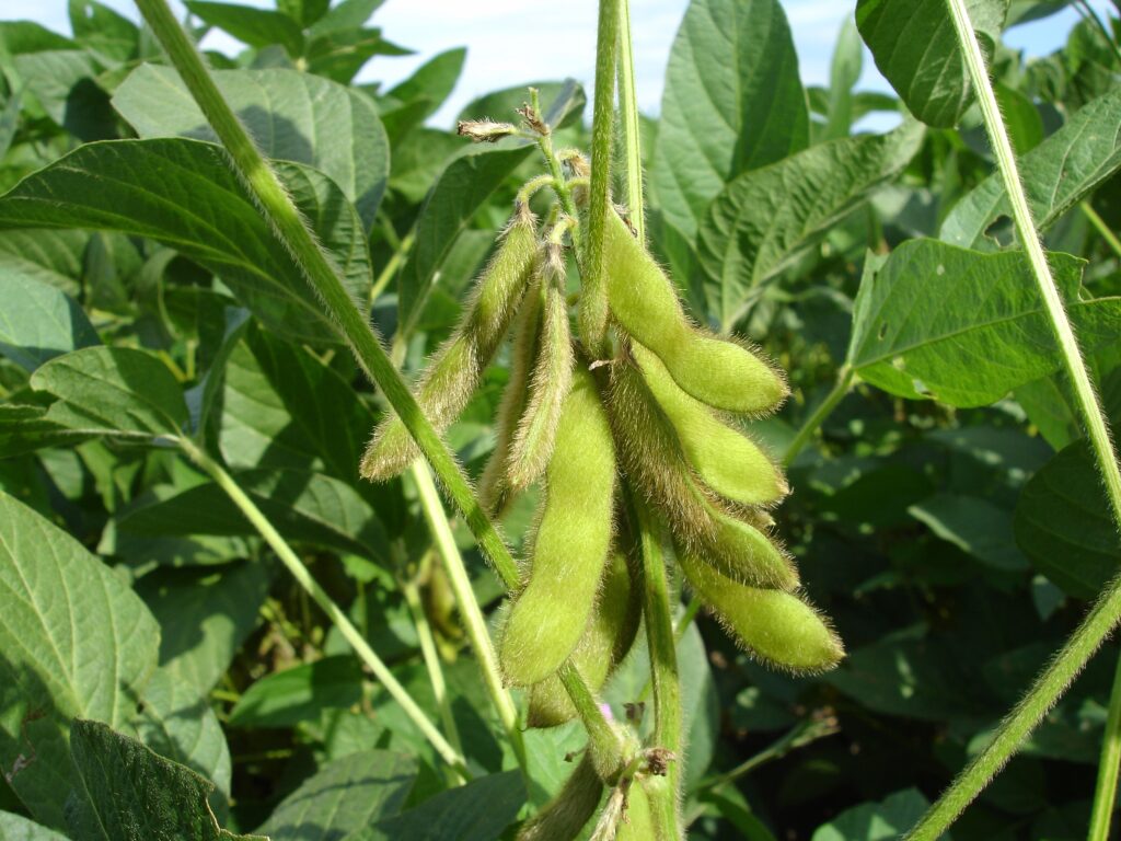 Agraprime Soybean Plant Crop
