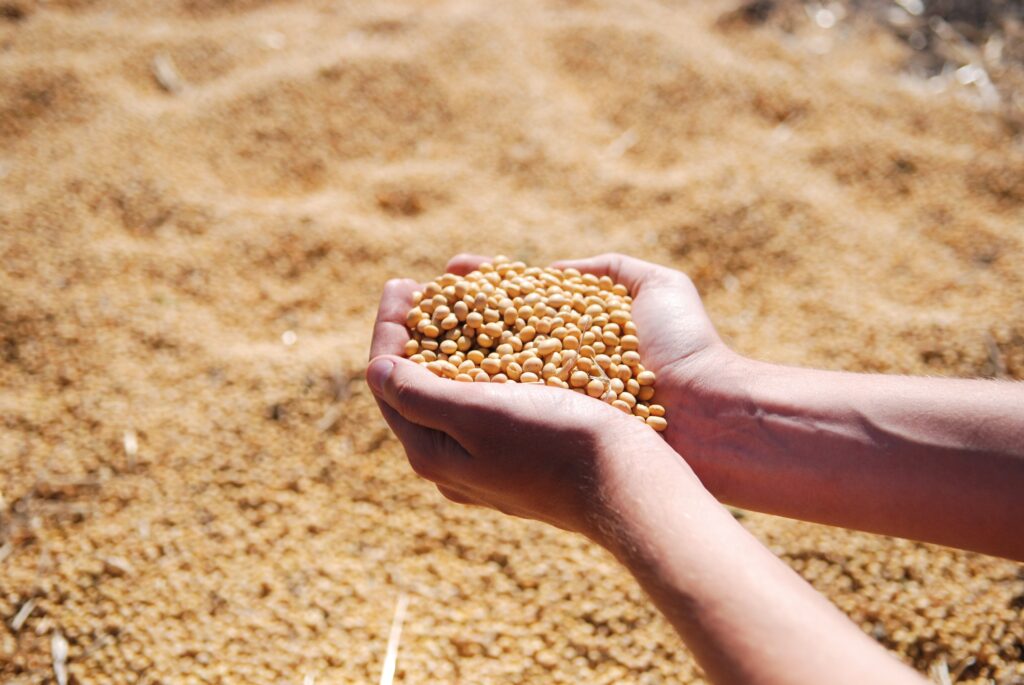 Agraprime Soybeans Agraprime Soybean Exports Sample
